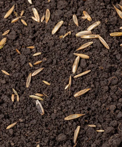 Turfworld_Grass-Seed_Top-Soil