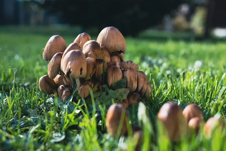 Remove Mushrooms From Your Lawn