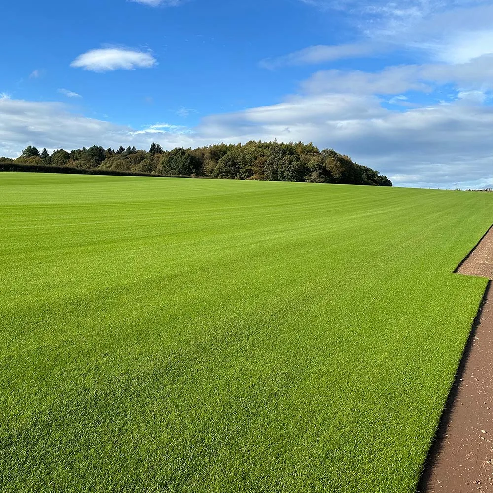 turf-turfworld-turf-roll-buy-turf-field-turf-cut